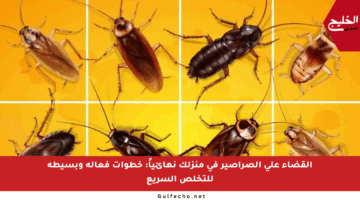القضاء على الصراصير في منزلك نهائياً: خطوات فعالة وبسيطة للتخلص السريع